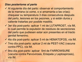 Días posteriores al parto
 Al siguiente día del parto: observar el comportamiento
  de la marrana (si come, o si amamanta a las crías);
  chequear su temperatura 3 días consecutivos después
  del parto, lesiones en los pezones, y si están duros y
  caliente tratarlas por posible mastitis.
 3er día post-parto: aplicar 1 ml de LUTAPROST, vía IM,
  lo cual permite la expulsión de residuos de secreciones
  del parto que pudiesen estar aún presentes en el tracto
  genital femenino.
 4to día post-parto: aplicar 5 ml de HEMATOFOS, vía IM.
 7mo día post-parto: aplicar 2 ml de PEST-VAC (vacuna
  contra PPC), vía IM.
 9no día post-parto: aplicar 5ml de FARROWSURE
  (vacuna contra Parvovirosis, Erisipela y Leptospirosis),
  vía IM.
 