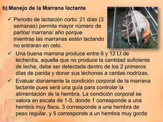 b) Manejo de la Marrana lactante

  Periodo de lactación corto: 21 días (3
   semanas) permite mayor número de
   partos/ marrana/ año porque
   mientras las marranas estén lactando
   no entraran en celo.
  Una buena marrana produce entre 6 y 12 Lt de
    leche/día, aquella que no produce la cantidad suficiente
    de leche, debe ser detectada dentro de los 2 primeros
    días de parida y donar sus lechones a cerdas nodrizas.
  Evaluar diariamente la condición corporal de la marrana
    lactante pues será una guía para controlar la
    alimentación de la hembra. La condición corporal se
    valora en escala de 1-5, donde 1 corresponde a una
    hembra muy flaca, 3 corresponde a una hembra de
    peso regular, y 5 corresponde a un hembra muy gorda
 
