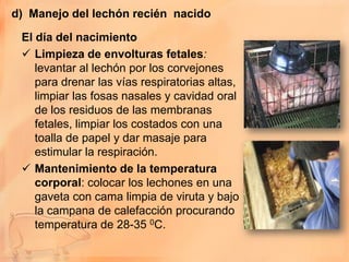 d) Manejo del lechón recién nacido

 El día del nacimiento
  Limpieza de envolturas fetales:
    levantar al lechón por los corvejones
    para drenar las vías respiratorias altas,
    limpiar las fosas nasales y cavidad oral
    de los residuos de las membranas
    fetales, limpiar los costados con una
    toalla de papel y dar masaje para
    estimular la respiración.
  Mantenimiento de la temperatura
    corporal: colocar los lechones en una
    gaveta con cama limpia de viruta y bajo
    la campana de calefacción procurando
    temperatura de 28-35 0C.
 