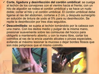  Corte, ligadura y desinfección del cordón umbilical: se cuelga
  al lechón de los corvejones con el vientre hacia el frente; con un
  hilo de algodón se rodea el cordón umbilical y se hace un nudo
  doble; cortar el hilo y el cordón umbilical. El cordón umbilical debe
  ligarse al ras del abdomen, cortarse a 2 cm, y después sumergirlo
  en solución de tintura de yodo al 5% para su desinfección. Se
  repite la desinfección por tres días seguidos.
 Descolmillado: se sujeta al lechón tomándolo por la cabeza con
  una mano. Con los dedos medio y pulgar de la misma mano,
  presionar suavemente sobre las comisuras del hocico para
  obligarlo a mantenerlo abierto; y con la mano libre, cortar los
  colmillos al ras de la encía usando alicates o pinzas especiales,
  evitando al máximo lesionar la mucosa o dejar bordes filosos que
  son más peligrosos que el mismo colmillo.
 