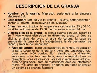 DESCRIPCIÓN DE LA GRANJA
• Nombre de la granja: Mapresol, pertenece a la empresa
  Mapresol S.A.
• Localización: Km. 48 vía El Triunfo – Bucay, perteneciente al
  cantón el Triunfo, de la provincia del Guayas.
• Clima: húmedo tropical, la temperatura oscila entre 25 y 32 0C,
  su altitud máxima es de 13,06 metros sobre el nivel del mar.
• Distribución de la granja: la granja cuenta con una superficie
  de 7 Has y está distribuida en diferentes áreas: el área de
  oficina, el área de aves, el área de cerdos, la casa de
  guardianía, la casa de los trabajadores, la de plantación de
  cacao, y la casa del propietario.
   • Área de cerdos: tiene una superficie de 4 Has, se ubica en
      la parte posterior de la granja y tiene una capacidad total
      para alojar 1400 cerdos. Se distribuye en diferentes
      secciones: área de cuarentena, área de reproductores de
      reemplazo, área de verracos, área de inseminación artificial,
      área de gestación, área de maternidad, área de infantiles o
      recría, y el área de engorde. En todas las áreas se realiza
      un sistema de crianza intensiva
 