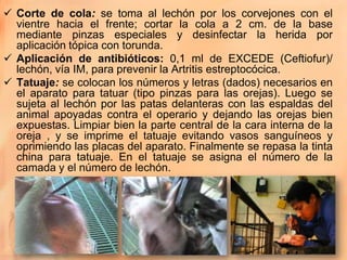  Corte de cola: se toma al lechón por los corvejones con el
  vientre hacia el frente; cortar la cola a 2 cm. de la base
  mediante pinzas especiales y desinfectar la herida por
  aplicación tópica con torunda.
 Aplicación de antibióticos: 0,1 ml de EXCEDE (Ceftiofur)/
  lechón, vía IM, para prevenir la Artritis estreptocócica.
 Tatuaje: se colocan los números y letras (dados) necesarios en
  el aparato para tatuar (tipo pinzas para las orejas). Luego se
  sujeta al lechón por las patas delanteras con las espaldas del
  animal apoyadas contra el operario y dejando las orejas bien
  expuestas. Limpiar bien la parte central de la cara interna de la
  oreja , y se imprime el tatuaje evitando vasos sanguíneos y
  oprimiendo las placas del aparato. Finalmente se repasa la tinta
  china para tatuaje. En el tatuaje se asigna el número de la
  camada y el número de lechón.
 