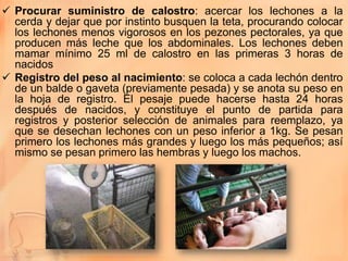  Procurar suministro de calostro: acercar los lechones a la
  cerda y dejar que por instinto busquen la teta, procurando colocar
  los lechones menos vigorosos en los pezones pectorales, ya que
  producen más leche que los abdominales. Los lechones deben
  mamar mínimo 25 ml de calostro en las primeras 3 horas de
  nacidos
 Registro del peso al nacimiento: se coloca a cada lechón dentro
  de un balde o gaveta (previamente pesada) y se anota su peso en
  la hoja de registro. El pesaje puede hacerse hasta 24 horas
  después de nacidos, y constituye el punto de partida para
  registros y posterior selección de animales para reemplazo, ya
  que se desechan lechones con un peso inferior a 1kg. Se pesan
  primero los lechones más grandes y luego los más pequeños; así
  mismo se pesan primero las hembras y luego los machos.
 