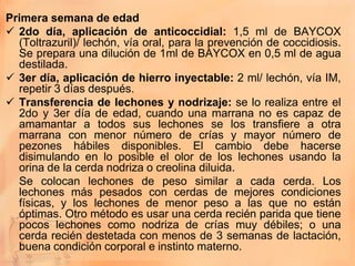 Primera semana de edad
 2do día, aplicación de anticoccidial: 1,5 ml de BAYCOX
  (Toltrazuril)/ lechón, vía oral, para la prevención de coccidiosis.
  Se prepara una dilución de 1ml de BAYCOX en 0,5 ml de agua
  destilada.
 3er día, aplicación de hierro inyectable: 2 ml/ lechón, vía IM,
  repetir 3 días después.
 Transferencia de lechones y nodrizaje: se lo realiza entre el
  2do y 3er día de edad, cuando una marrana no es capaz de
  amamantar a todos sus lechones se los transfiere a otra
  marrana con menor número de crías y mayor número de
  pezones hábiles disponibles. El cambio debe hacerse
  disimulando en lo posible el olor de los lechones usando la
  orina de la cerda nodriza o creolina diluida.
  Se colocan lechones de peso similar a cada cerda. Los
  lechones más pesados con cerdas de mejores condiciones
  físicas, y los lechones de menor peso a las que no están
  óptimas. Otro método es usar una cerda recién parida que tiene
  pocos lechones como nodriza de crías muy débiles; o una
  cerda recién destetada con menos de 3 semanas de lactación,
  buena condición corporal e instinto materno.
 