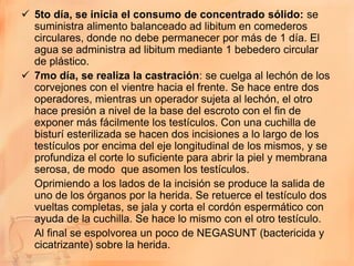  5to día, se inicia el consumo de concentrado sólido: se
  suministra alimento balanceado ad libitum en comederos
  circulares, donde no debe permanecer por más de 1 día. El
  agua se administra ad libitum mediante 1 bebedero circular
  de plástico.
 7mo día, se realiza la castración: se cuelga al lechón de los
  corvejones con el vientre hacia el frente. Se hace entre dos
  operadores, mientras un operador sujeta al lechón, el otro
  hace presión a nivel de la base del escroto con el fin de
  exponer más fácilmente los testículos. Con una cuchilla de
  bisturí esterilizada se hacen dos incisiones a lo largo de los
  testículos por encima del eje longitudinal de los mismos, y se
  profundiza el corte lo suficiente para abrir la piel y membrana
  serosa, de modo que asomen los testículos.
  Oprimiendo a los lados de la incisión se produce la salida de
  uno de los órganos por la herida. Se retuerce el testículo dos
  vueltas completas, se jala y corta el cordón espermático con
  ayuda de la cuchilla. Se hace lo mismo con el otro testículo.
  Al final se espolvorea un poco de NEGASUNT (bactericida y
  cicatrizante) sobre la herida.
 