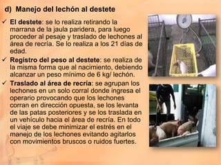 d) Manejo del lechón al destete
 El destete: se lo realiza retirando la
  marrana de la jaula paridera, para luego
  proceder al pesaje y traslado de lechones al
  área de recría. Se lo realiza a los 21 días de
  edad.
 Registro del peso al destete: se realiza de
  la misma forma que al nacimiento, debiendo
  alcanzar un peso mínimo de 6 kg/ lechón.
 Traslado al área de recría: se agrupan los
  lechones en un solo corral donde ingresa el
  operario provocando que los lechones
  corran en dirección opuesta, se los levanta
  de las patas posteriores y se los traslada en
  un vehículo hacia el área de recría. En todo
  el viaje se debe minimizar el estrés en el
  manejo de los lechones evitando agitarlos
  con movimientos bruscos o ruidos fuertes.
 