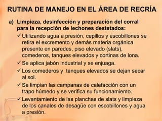 RUTINA DE MANEJO EN EL ÁREA DE RECRÍA
a) Limpieza, desinfección y preparación del corral
   para la recepción de lechones destetados:
    Utilizando agua a presión, cepillos y escobillones se
     retira el excremento y demás materia orgánica
     presente en paredes, piso elevado (slats),
     comederos, tanques elevados y cortinas de lona.
    Se aplica jabón industrial y se enjuaga.
    Los comederos y tanques elevados se dejan secar
     al sol.
    Se limpian las campanas de calefacción con un
     trapo húmedo y se verifica su funcionamiento.
    Levantamiento de las planchas de slats y limpieza
     de los canales de desagüe con escobillones y agua
     a presión.
 