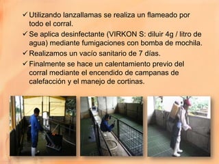  Utilizando lanzallamas se realiza un flameado por
  todo el corral.
 Se aplica desinfectante (VIRKON S: diluir 4g / litro de
  agua) mediante fumigaciones con bomba de mochila.
 Realizamos un vacío sanitario de 7 días.
 Finalmente se hace un calentamiento previo del
  corral mediante el encendido de campanas de
  calefacción y el manejo de cortinas.
 