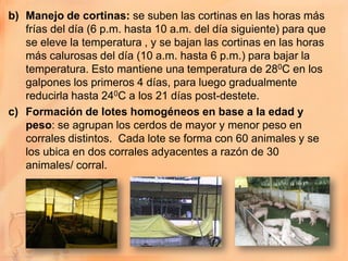 b) Manejo de cortinas: se suben las cortinas en las horas más
   frías del día (6 p.m. hasta 10 a.m. del día siguiente) para que
   se eleve la temperatura , y se bajan las cortinas en las horas
   más calurosas del día (10 a.m. hasta 6 p.m.) para bajar la
   temperatura. Esto mantiene una temperatura de 280C en los
   galpones los primeros 4 días, para luego gradualmente
   reducirla hasta 240C a los 21 días post-destete.
c) Formación de lotes homogéneos en base a la edad y
   peso: se agrupan los cerdos de mayor y menor peso en
   corrales distintos. Cada lote se forma con 60 animales y se
   los ubica en dos corrales adyacentes a razón de 30
   animales/ corral.
 