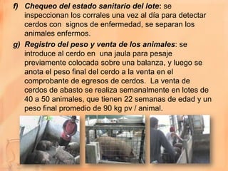 f) Chequeo del estado sanitario del lote: se
   inspeccionan los corrales una vez al día para detectar
   cerdos con signos de enfermedad, se separan los
   animales enfermos.
g) Registro del peso y venta de los animales: se
   introduce al cerdo en una jaula para pesaje
   previamente colocada sobre una balanza, y luego se
   anota el peso final del cerdo a la venta en el
   comprobante de egresos de cerdos. La venta de
   cerdos de abasto se realiza semanalmente en lotes de
   40 a 50 animales, que tienen 22 semanas de edad y un
   peso final promedio de 90 kg pv / animal.
 