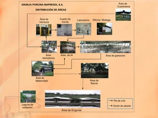 GRANJA PORCINA MAPRESOL S.A.                                                      Área de
                                                                                 Cuarentena
            DISTRIBUCIÓN DE ÁREAS


              Área de         Cuarto de    Laboratorio     Oficina / Bodega
              Verracos         monta




                    Área      Área de IA                              Área de gestación
                 reemplazos




            Área de
            Maternidad                                   Área de
                                                         Recría




                                                                              Pie de cría
Laguna de
                                                                              Cerdo de abasto
oxidación
                               Área de Engorde
 
