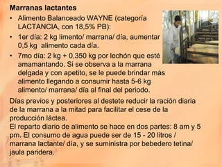 Marranas lactantes
• Alimento Balanceado WAYNE (categoría
   LACTANCIA, con 18,5% PB):
• 1er día: 2 kg limento/ marrana/ día, aumentar
   0,5 kg alimento cada día.
• 7mo día: 2 kg + 0,350 kg por lechón que esté
   amamantando. Si se observa a la marrana
   delgada y con apetito, se le puede brindar más
   alimento llegando a consumir hasta 5-6 kg
   alimento/ marrana/ día al final del periodo.
Días previos y posteriores al destete reducir la ración diaria
de la marrana a la mitad para facilitar el cese de la
producción láctea.
El reparto diario de alimento se hace en dos partes: 8 am y 5
pm. El consumo de agua puede ser de 15 - 20 litros /
marrana lactante/ día, y se suministra por bebedero tetina/
jaula paridera.
 