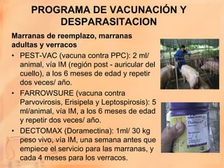 PROGRAMA DE VACUNACIÓN Y
          DESPARASITACION
Marranas de reemplazo, marranas
adultas y verracos
• PEST-VAC (vacuna contra PPC): 2 ml/
  animal, vía IM (región post - auricular del
  cuello), a los 6 meses de edad y repetir
  dos veces/ año.
• FARROWSURE (vacuna contra
  Parvovirosis, Erisipela y Leptospirosis): 5
  ml/animal, vía IM, a los 6 meses de edad
  y repetir dos veces/ año.
• DECTOMAX (Doramectina): 1ml/ 30 kg
  peso vivo, vía IM, una semana antes que
  empiece el servicio para las marranas, y
  cada 4 meses para los verracos.
 
