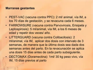 Marranas gestantes

• PEST-VAC (vacuna contra PPC): 2 ml/ animal, vía IM, a
  los 70 días de gestación, y se revacuna cada 6 meses.
• FARROWSURE (vacuna contra Parvovirosis, Erisipela y
  Leptospirosis): 5 ml/animal, vía IM, a los 6 meses de
  edad y repetir dos veces/ año.
• LITTERGUARD (vacuna contra Colibacilosis): 2
  ml/animal, vía IM, aplicar dos dosis con intervalo de 3
  semanas, de manera que la última dosis sea dada dos
  semanas antes del parto. En la revacunación se aplica
  una dosis 15 días antes de cada parto subsiguiente.
• DECTOMAX (Doramectina): 1ml/ 30 kg peso vivo, vía
  IM, 15 días previos al parto
 