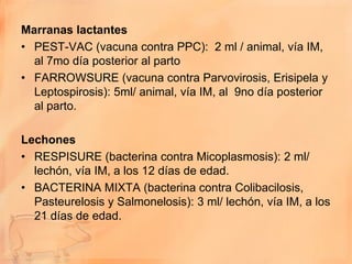 Marranas lactantes
• PEST-VAC (vacuna contra PPC): 2 ml / animal, vía IM,
  al 7mo día posterior al parto
• FARROWSURE (vacuna contra Parvovirosis, Erisipela y
  Leptospirosis): 5ml/ animal, vía IM, al 9no día posterior
  al parto.

Lechones
• RESPISURE (bacterina contra Micoplasmosis): 2 ml/
  lechón, vía IM, a los 12 días de edad.
• BACTERINA MIXTA (bacterina contra Colibacilosis,
  Pasteurelosis y Salmonelosis): 3 ml/ lechón, vía IM, a los
  21 días de edad.
 