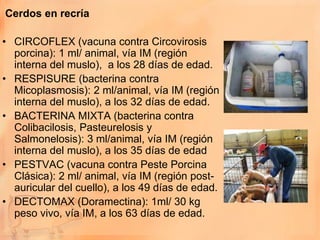 Cerdos en recría

• CIRCOFLEX (vacuna contra Circovirosis
  porcina): 1 ml/ animal, vía IM (región
  interna del muslo), a los 28 días de edad.
• RESPISURE (bacterina contra
  Micoplasmosis): 2 ml/animal, vía IM (región
  interna del muslo), a los 32 días de edad.
• BACTERINA MIXTA (bacterina contra
  Colibacilosis, Pasteurelosis y
  Salmonelosis): 3 ml/animal, vía IM (región
  interna del muslo), a los 35 días de edad
• PESTVAC (vacuna contra Peste Porcina
  Clásica): 2 ml/ animal, vía IM (región post-
  auricular del cuello), a los 49 días de edad.
• DECTOMAX (Doramectina): 1ml/ 30 kg
  peso vivo, vía IM, a los 63 días de edad.
 