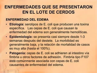 ENFERMEDADES QUE SE PRESENTARON
      EN EL LOTE DE CERDOS
ENFERMEDAD DEL EDEMA
• Etiología: serotipos de E. coli que producen una toxina
  específica. Las cepas de E. coli que causan la
  enfermedad del edema son generalmente hemolíticas.
• Epidemiología: se presenta casi siempre desde 1-3
  semanas después del destete. La morbilidad es
  generalmente baja, y la relación de mortalidad de casos
  es muy alta (hasta el 100%).
• Patogenia: cepas de E. coli se adhieren al intestino vía
  fimbria u otros factores de adhesión. Fimbria tipo F107
  está comúnmente asociada con cepas de E. coli
  causantes de enfermedad del edema.
 