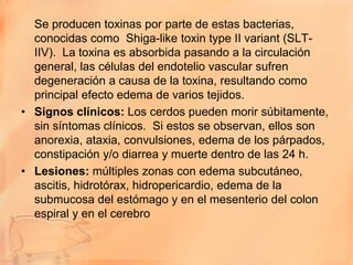 Se producen toxinas por parte de estas bacterias,
  conocidas como Shiga-like toxin type II variant (SLT-
  IIV). La toxina es absorbida pasando a la circulación
  general, las células del endotelio vascular sufren
  degeneración a causa de la toxina, resultando como
  principal efecto edema de varios tejidos.
• Signos clínicos: Los cerdos pueden morir súbitamente,
  sin síntomas clínicos. Si estos se observan, ellos son
  anorexia, ataxia, convulsiones, edema de los párpados,
  constipación y/o diarrea y muerte dentro de las 24 h.
• Lesiones: múltiples zonas con edema subcutáneo,
  ascitis, hidrotórax, hidropericardio, edema de la
  submucosa del estómago y en el mesenterio del colon
  espiral y en el cerebro
 