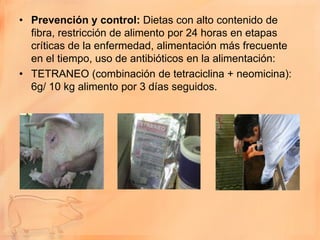 • Prevención y control: Dietas con alto contenido de
  fibra, restricción de alimento por 24 horas en etapas
  críticas de la enfermedad, alimentación más frecuente
  en el tiempo, uso de antibióticos en la alimentación:
• TETRANEO (combinación de tetraciclina + neomicina):
  6g/ 10 kg alimento por 3 días seguidos.
 