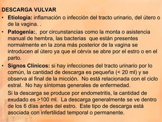 DESCARGA VULVAR
• Etiología: inflamación o infección del tracto urinario, del útero o
  de la vagina. .
• Patogenia:, por circunstancias como la monta o asistencia
  manual de hembra, las bacterias que están presentes
  normalmente en la zona más posterior de la vagina se
  introducen al útero ya que el cérvix se abre por el estro o en el
  parto.
• Signos Clínicos: si hay infecciones del tracto urinario por lo
  común, la cantidad de descarga es pequeña (< 20 ml) y se
  observa al final de la micción. No está relacionada con el ciclo
  estral. No hay síntomas generales de enfermedad.
  Si la descarga se produce por endometritis, la cantidad de
  exudado es >100 ml. La descarga generalmente se ve dentro
  de los 6 días antes del estro. Este tipo de descarga está
  asociada con infertilidad temporal o permanente.
 