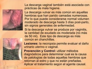 La descarga vaginal también está asociada con
 prácticas de mala higiene.
 La descarga vulvar es más común en aquellas
 hembras que han parido camadas numerosas.
 Por lo que puede considerarse normal volumen
 moderado de descarga hasta 3 días post-parto,
 sin signos generales de enfermedad.
 Si la descarga vulvar se produce por vaginitis,
 la cantidad de exudado es moderada (no más
 de 50 ml). Este tipo de descarga es más
 común en chanchillas.
Lesiones: la necropsia permite evaluar el daño
urinario uterino o vaginal.
Prevención y Control: utilizar métodos
diagnósticos para determinar cual es la causa
de patologías de todas aquellas hembras que
retornan al estro y que no están preñadas.
Aplicar el tratamiento según el agente causal.
 