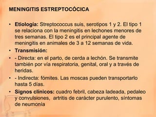 MENINGITIS ESTREPTOCÓCICA

• Etiología: Streptococcus suis, serotipos 1 y 2. El tipo 1
  se relaciona con la meningitis en lechones menores de
  tres semanas. El tipo 2 es el principal agente de
  meningitis en animales de 3 a 12 semanas de vida.
• Transmisión:
• - Directa: en el parto, de cerda a lechón. Se transmite
  también por vía respiratoria, genital, oral y a través de
  heridas.
• - Indirecta: fómites. Las moscas pueden transportarlo
  hasta 5 días.
• Signos clínicos: cuadro febril, cabeza ladeada, pedaleo
  y convulsiones, artritis de carácter purulento, síntomas
  de neumonía
 
