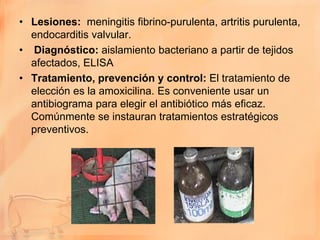• Lesiones: meningitis fibrino-purulenta, artritis purulenta,
  endocarditis valvular.
• Diagnóstico: aislamiento bacteriano a partir de tejidos
  afectados, ELISA
• Tratamiento, prevención y control: El tratamiento de
  elección es la amoxicilina. Es conveniente usar un
  antibiograma para elegir el antibiótico más eficaz.
  Comúnmente se instauran tratamientos estratégicos
  preventivos.
 