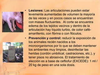 • Lesiones: Las articulaciones pueden estar
  levemente aumentadas de volumen la mayoría
  de las veces y en pocos casos se encuentran
  con masas fluctuantes. Al corte se encuentra
  edema de los tejidos vecinos y dentro de la
  articulación hay líquido turbio, de color café-
  amarillento, con fibrina o con flóculos.
• Prevención y control: reducir la exposición de
  los animales recién nacidos a los
  microorganismos por lo que se deben mantener
  los ambientes muy limpios, desinfectar las
  heridas (cordón umbilical, castraciones, etc.), y
  tener pisos no abrasivos. El tratamiento de
  elección es a base de ceftiofur (EXCEDE): 1 ml /
  20 kg de peso en una sola dosis.
 