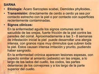 SARNA
• Etiología: Ácaro Sarcoptes scabei, Demódex phylloides..
• Transmisión: directamente de cerdo a cerdo ya sea por
  contacto estrecho con la piel o por contacto con superficies
  recientemente contaminadas.
• Signos clínicos:
  En la enfermedad aguda los signos comunes son la
  sacudida de las orejas, fuerte fricción de la piel contra las
  paredes del corral. Aproximadamente a las 3 - 8 semanas
  de infestación inicial la piel puede desarrollar una alergia
  intensa, con granos rojos muy diminutos que cubren toda
  la piel. Estos causan intensa irritación y prurito, pudiendo
  haber sangrado.
  En la enfermedad crónica aparecen lesiones espesas, con
  aspecto similar al amianto (asbesto) en las orejas, a lo
  largo de los lados del cuello, los codos, las partes
  delanteras de los corvejones y a los largo de la parte
  superior del cuello.
 