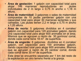 • Área de gestación: 1 galpón con capacidad total para
  alojar 146 marranas reproductoras en               jaulas
  individuales de 2 m largo x 0,75 m ancho x 1,18 m
  altura,
• Área de maternidad: 3 galpones o salas de maternidad
  compuestas de 10 jaulas parideras/ galpón con una
  capacidad total para alojar 30 marranas lactantes y sus
  camadas. Las jaulas tienen 2,2 m largo x 0,75 m ancho
  x 1,20 altura.
• Área de recría: 5 galpones divididos en 4 corrales/
  galpón con capacidad para 120 animales/ galpón, dando
  una capacidad total para alojar 600 animales en el área.
  Mismos que se agrupan a razón de 30 gorrinos/ corral,
  donde cada corral tiene 18 m2 de superficie.
• Área de engorde: 6 galpones divididos en 4 corrales/
  galpón, con capacidad para 100 animales/ galpón,
  dando capacidad total para alojar 600 animales. Mismos
  que se agrupan a razón de 20 cerdos/ corral, donde
  cada corral tiene 30 m2 de superficie.
  Esta área se encuentra separada por 1 km del resto de
  la explotación en otro terreno frente a la granja.
 