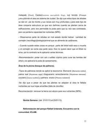 matapalo (Ficus), Caoba(Swietenia macrophylla King), cují torcido (Prosopis
juliflora)donde   el área es sistema de ciudad. Se dijo que estos tipos de árboles
se dan en pie de monte y sus raíces son muy profundas y para este tipo de
área rompería estructura ya que son dañinas cuando se plantan cerca de
edificaciones, pero era permisible la poda para que su raíz sea controlada,
pero se perdería capacidad de nutrientes (NPK).

- Observamos parte de árboles en mal estado donde habían cantidad de
comején (necrófago)(biología)animal que se alimenta de cadáveres.

- Cuando sucede estas cosas es porque parte del árbol está seco o muerta
y el comején se come esa parte seca. Eso no quiere decir que el Árbol no
sirve, por lo contrario se le aplicaría varias técnicas.

-Recomendación: pintar con cal o sulfato cúprico para curar las heridas del
árbol y se aplicaría la poda de saneamiento.

Área de la picina (bosque de palmera).

-Tipos de palmeras donde se aplicó la taxonomía: Bismarck (Bismarkia nobilis),
palma real (Roystonea regia) chaguaramo venezolanence (Roystonea oleracea),
cocotero (Cocos nucitera) y palmera enano (Phoenix roebelenii)

-Se dijo que a pesar de que las plantas se adaptan al área le faltaba
nutrientes por sus hojas amarillas (falta de clorofila)

Recomendación: remover la tierra con abono para sus nutrientes (NPK).



      Quinta Semana: (del 21/01/13 al 25/01/13).



      Reforestación del parque Rafael Urdaneta. Encuentro con la
comunidad, ICLAM.



                                                                               22
 