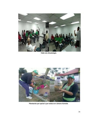 Taller de climatología.




Plantación por apical o por estaca en cámara húmeda.




                                                       30
 
