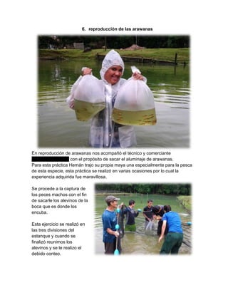 6. reproducción de las arawanas
En reproducción de arawanas nos acompañó el técnico y comerciante
_______________ con el propósito de sacar el aluminaje de arawanas.
Para esta práctica Hernán trajo su propia maya una especialmente para la pesca
de esta especie, esta práctica se realizó en varias ocasiones por lo cual la
experiencia adquirida fue maravillosa.
Se procede a la captura de
los peces machos con el fin
de sacarle los alevinos de la
boca que es donde los
encuba.
Esta ejercicio se realizó en
las tres divisiones del
estanque y cuando se
finalizó reunimos los
alevinos y se le realizo el
debido conteo.
 