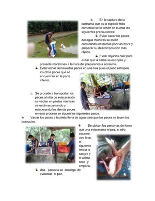 b. En la captura de la
cachama que es la especie más
comercial se le tienen en cuenta las
siguientes precauciones:
Evitar sacar los peces
del agua mientras se están
capturando los demás podrían morir y
empezar su descomposición más
rápido.
Evitar dejarlos caer para
evitar que la carne se estropee y
presente moretones a la hora del prepararlos a consumir.
Evitar echar demasiados peces en una tula pues el peso estropea
los otros peces que se
encuentran en la parte
inferior.
c. Se procede a transportar los
peces al sitio de evisceración
se vacían en piletas mientras
se están escamando y
eviscerando los demás peces
en este proceso se siguen los siguientes pasos:
Vaciar los peces a la pileta llena de agua para que los peces se laven las
branquias.
Se ubican las personas de forma
que una eviscerarse el pez, el otro
escame,
otro lave,
el
siguiente
limpia la
sangre y
el ultimo
seca y
empaca.
Una persona se encarga de
eviscerar el pez.
 