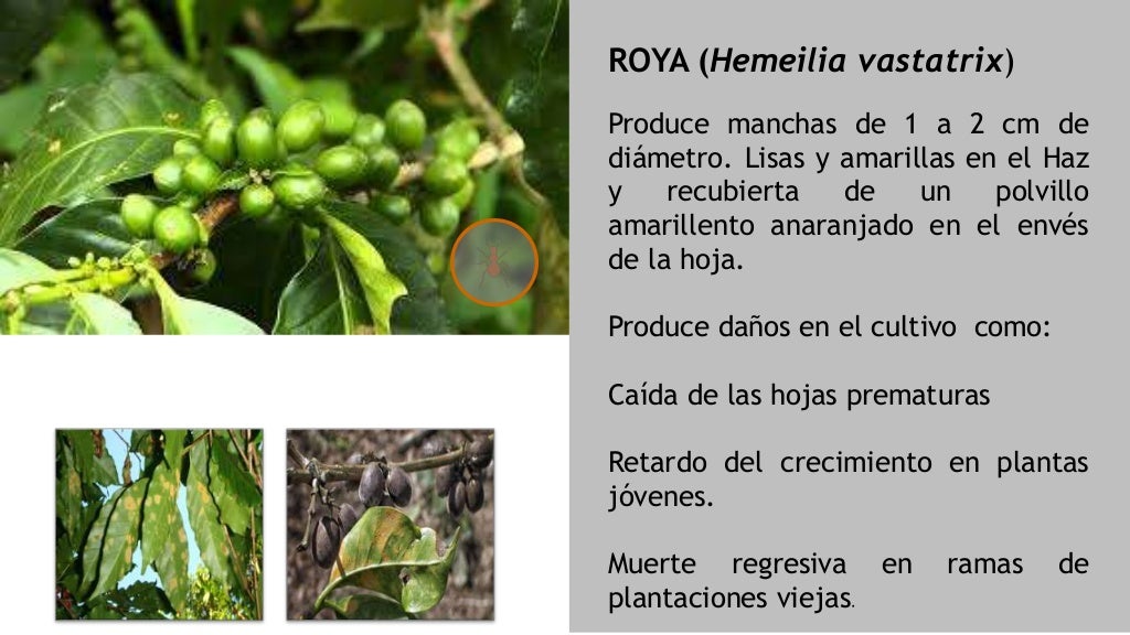 CAFÉ. Historia, Actualidad en Venezuela, Plagas y Enfermedades