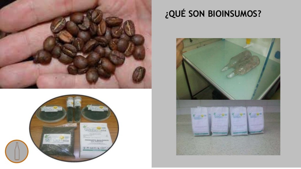 CAFÉ. Historia, Actualidad en Venezuela, Plagas y Enfermedades