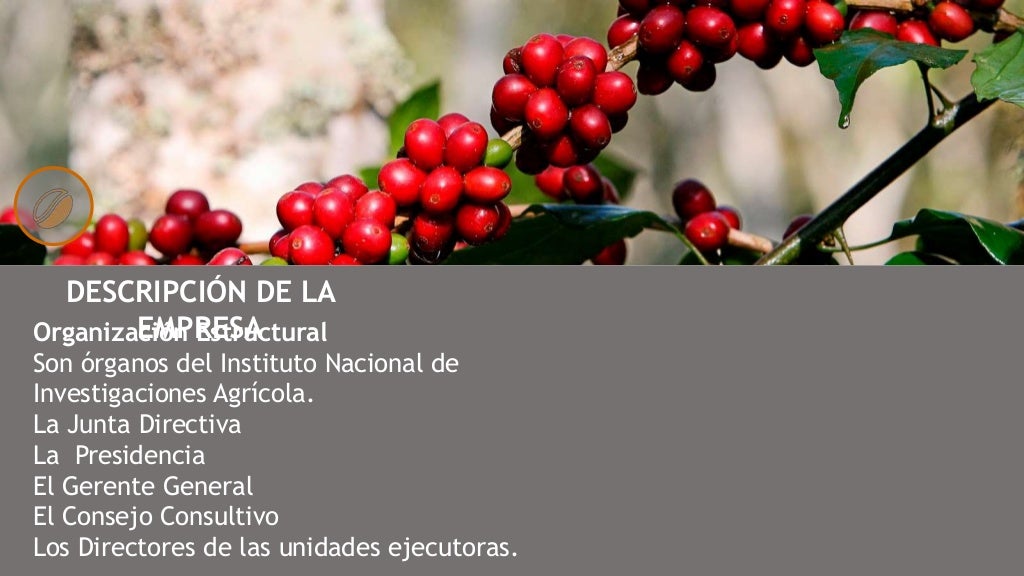 CAFÉ. Historia, Actualidad en Venezuela, Plagas y Enfermedades