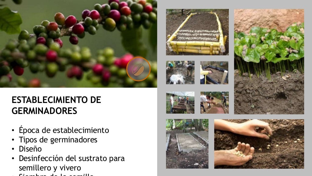 CAFÉ. Historia, Actualidad en Venezuela, Plagas y Enfermedades