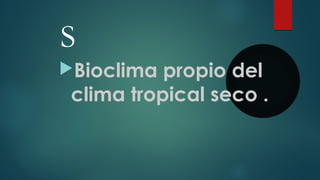 S
Bioclima propio del
clima tropical seco .
 