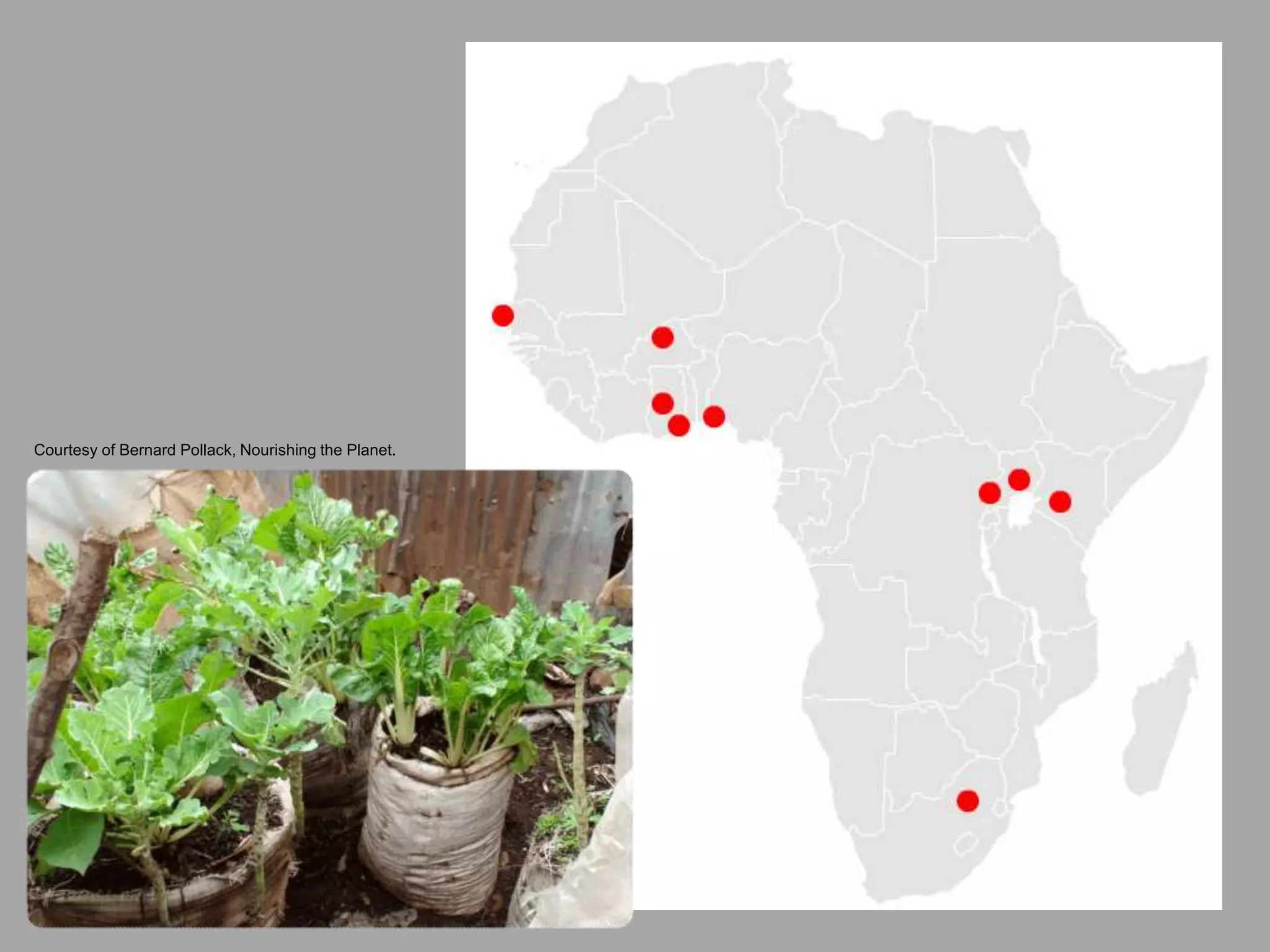 Courtesy of Bernard Pollack, Nourishing the Planet.