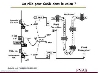 Un rôle pour CaSR dans le colon ? Geibel J. et.al. PNAS 2006;103:9390-9397 ©2006 by National Academy of Sciences 