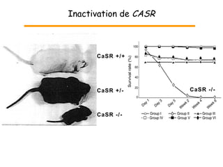 CaSR +/+ CaSR +/- CaSR -/- CaSR -/- Inactivation de  CASR 