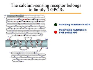 The calcium-sensing receptor belongs  to family 3 GPCRs H 2 N P P P COOH Int 560 20 40 80 60 100 120 140 160 180 200 220 240 260 280 300 320 340 360 380 400 420 440 460 480 500 520 540 580 600 606 852 860 880 P 990 900 920 940 960 980 1000 1020 1040 1060 Ext 1078 Inactivating mutations in FHH and NSHPT Activating mutations in ADH 