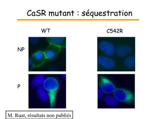 CaSR mutant : séquestration WT C542R NP P M. Ruat, résultats non publiés 