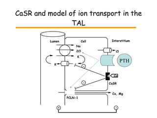 CaSR and model of ion transport in the TAL PTH Na 2Cl K K Ca, Mg - - + Ca CaSR Lumen Cell Interstitium Cl PCLN-1 - 