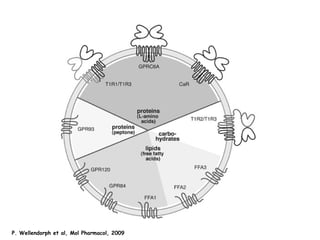 P. Wellendorph et al, Mol Pharmacol, 2009 