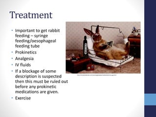Image showcasing Rabbit Gastrointestinal Stasis Presentation | PPTX