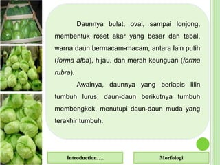 Daunnya bulat, oval, sampai lonjong,
membentuk roset akar yang besar dan tebal,
warna daun bermacam-macam, antara lain putih
(forma alba), hijau, dan merah keunguan (forma
rubra).
Awalnya, daunnya yang berlapis lilin
tumbuh lurus, daun-daun berikutnya tumbuh
membengkok, menutupi daun-daun muda yang
terakhir tumbuh.
Introduction…. Morfologi
 