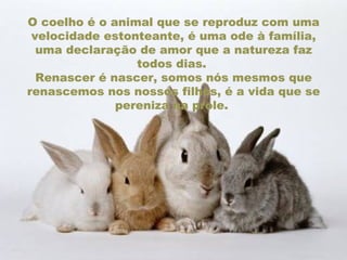 O coelho é o animal que se reproduz com uma velocidade estonteante, é uma ode à família, uma declaração de amor que a natureza faz todos dias.  Renascer é nascer, somos nós mesmos que renascemos nos nossos filhos, é a vida que se pereniza na prole.  