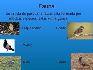 Fauna En la isla de pascua la fauna está formada por muchas especies, estas son algunas: Tiuque común  Gorrión Palomo Diuca  Perdiz 